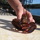 Cute, we tossed it back to the sea since it's too small to keep.