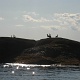 The seals are shy, left only the seaguls on the rock.
