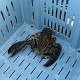 A strange looking lobster.
