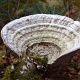 Cool fungus.