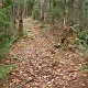 The trail.