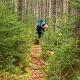 Hiking trough a nature's christmas tree farm.