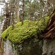 Kim thought this rock looks like a prehistoric creature. Roarrr....