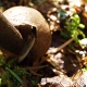 A farting mushroom at Middle Weeks.