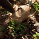 As Kim poked the mushroom, some dust coming out of the hole on the top of the mushroom.