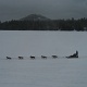Dogs sled.