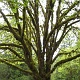 Big tree covered with moss, looks like a giant tarantulas.