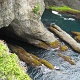 The color of the water was unreal, deep dark hunter green.