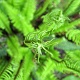 Cool ferns.