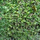 Cool moss.