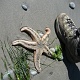 A dead sea star, sad.