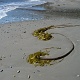 Big bunch of sea weed.