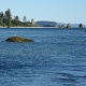 A cute little sea lion playing peekaboo with us.