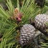 Pine cones along South Ridge Trail.