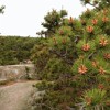 South Ridge Trail.