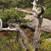 South Ridge Trail.