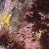 Anemone in the tide pool. Don't know what the pink stuff were.