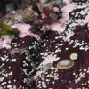 Tiny crab.