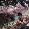 More anemones