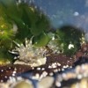 Anemones in tide pool outside the cave.