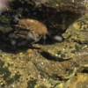 Shrimp mating!