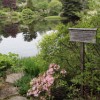 Asticou Azalea Garden.