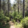 Nice views of Mt Chocorua after the junction.