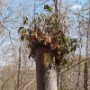 A treeman with a headfull of hair on Weetamoo trail.