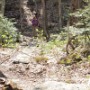 Weetamoo trail.
