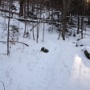 The bushwhack was a highway, well packed down.