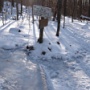Junction. A group of 3 behind us would take the Flume Slide Trail up and descended via Liberty Spring tr.
