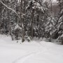 Lincoln Brook Trail.